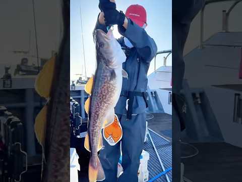 쭈갑 낚시만 고집하면 안 되는 이유 #fishing #낚시